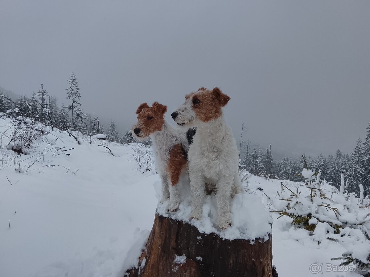 Foxterier drsnosrstý - 4