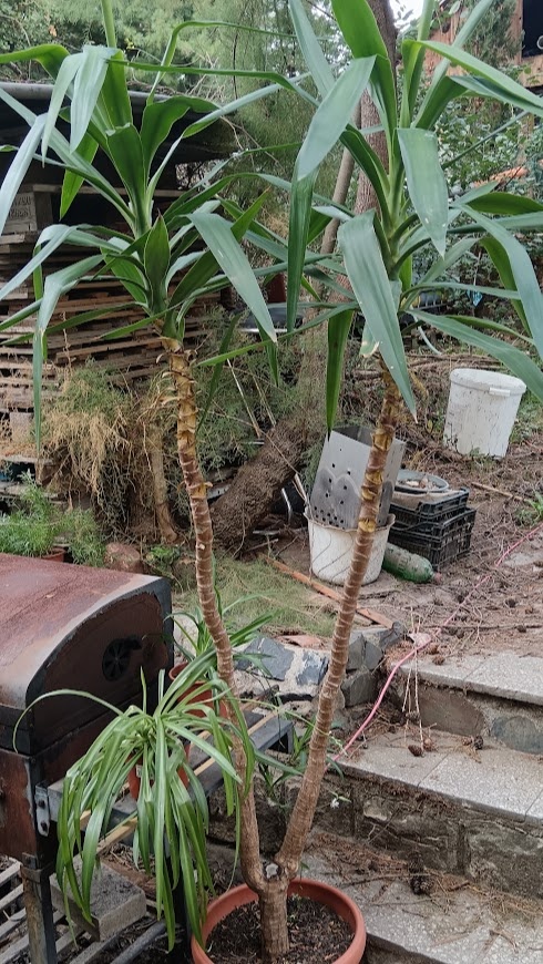 Juka, šeflera, zelenec - 4