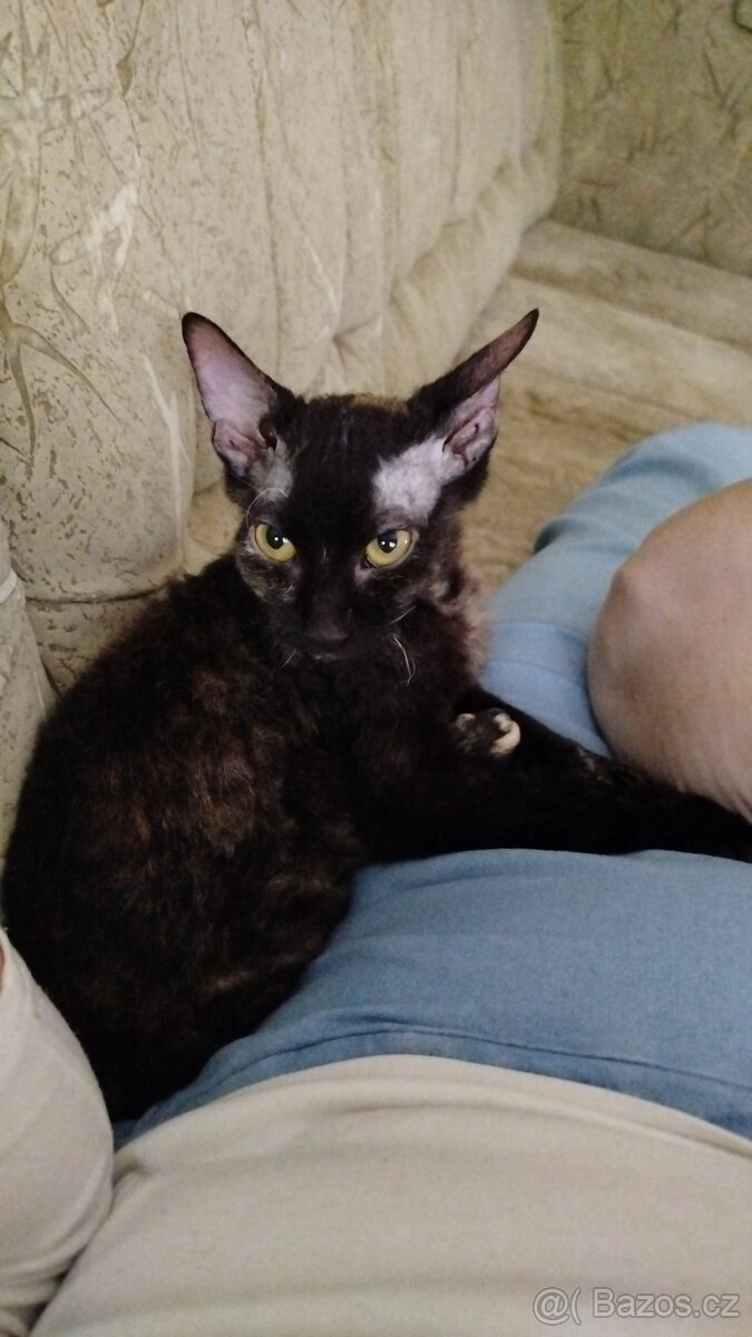Cornish rex bez pp - 4
