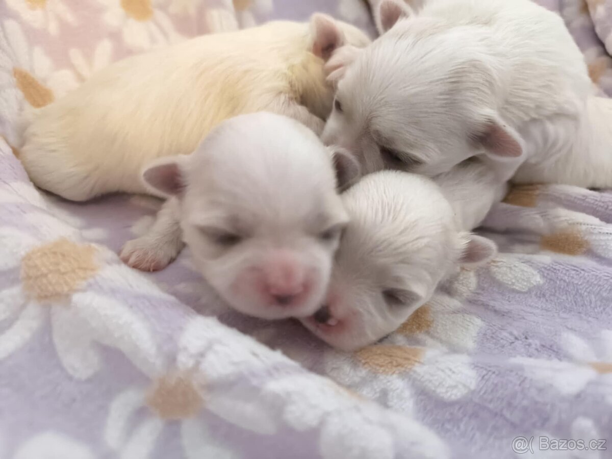 Maltézský psík s PP - 4