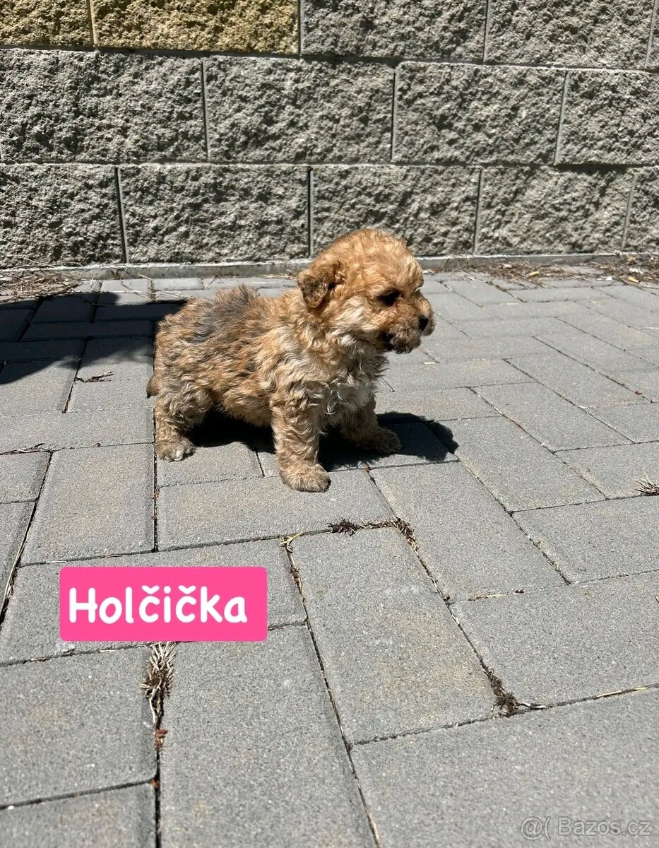 Maltipoo - 4