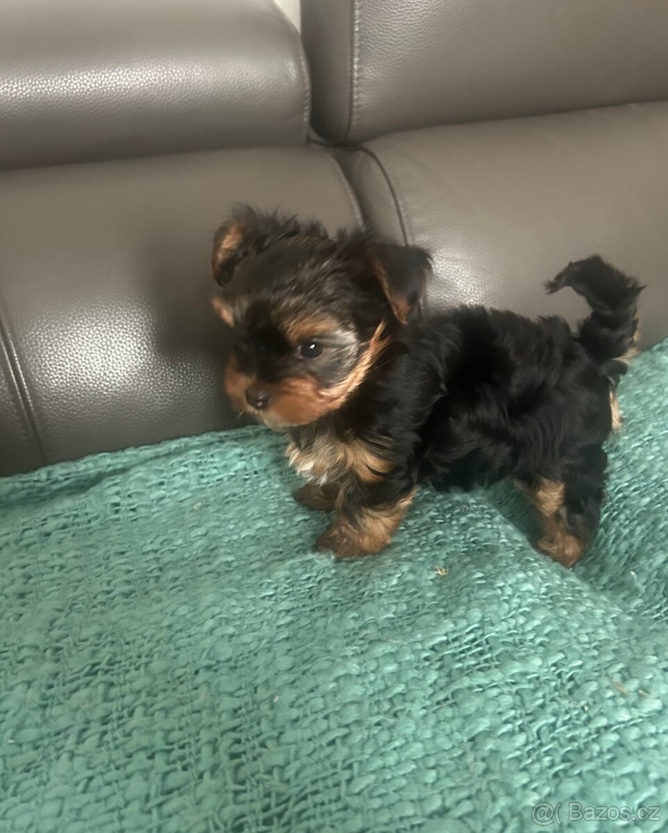 Jorkšírský teriér - 4