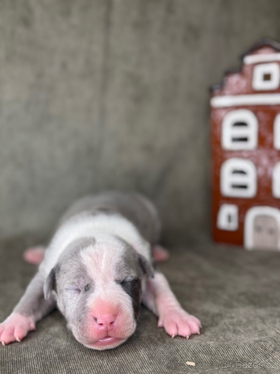 Americký stafordšírský teriér - 4