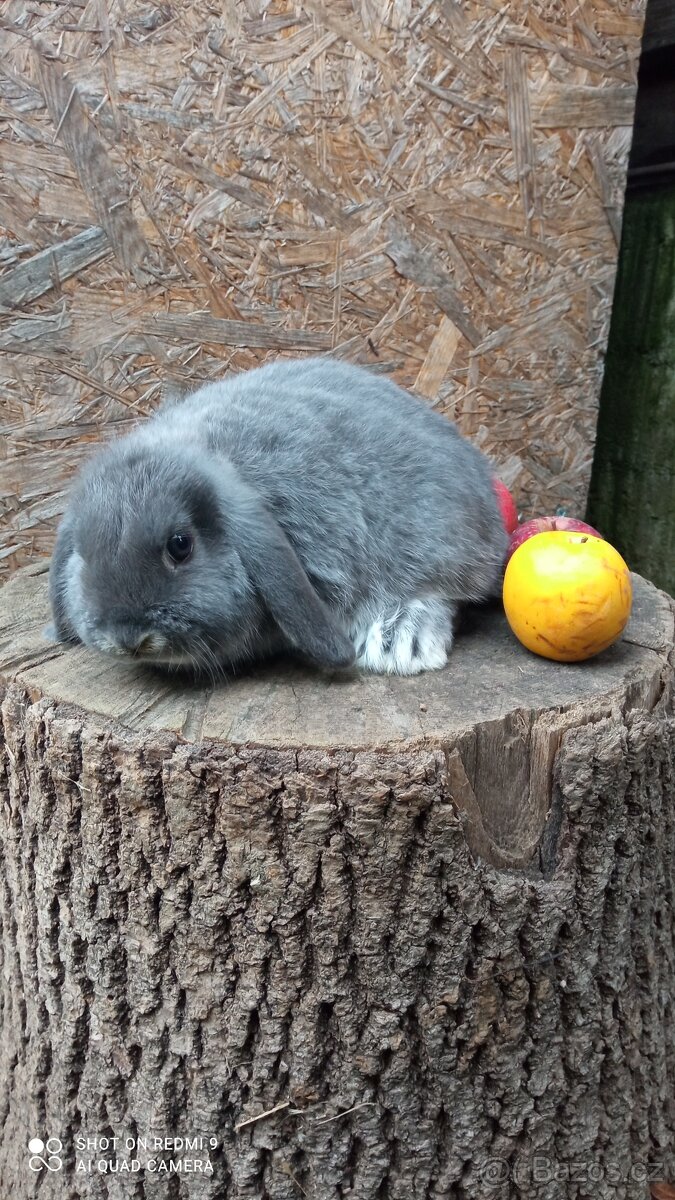 Zakrslý Beránek - 4