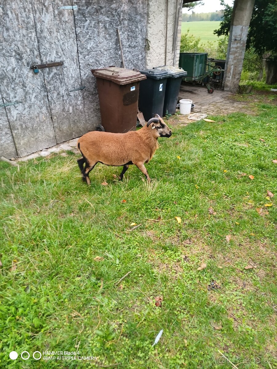 Kamerunský beran - 4