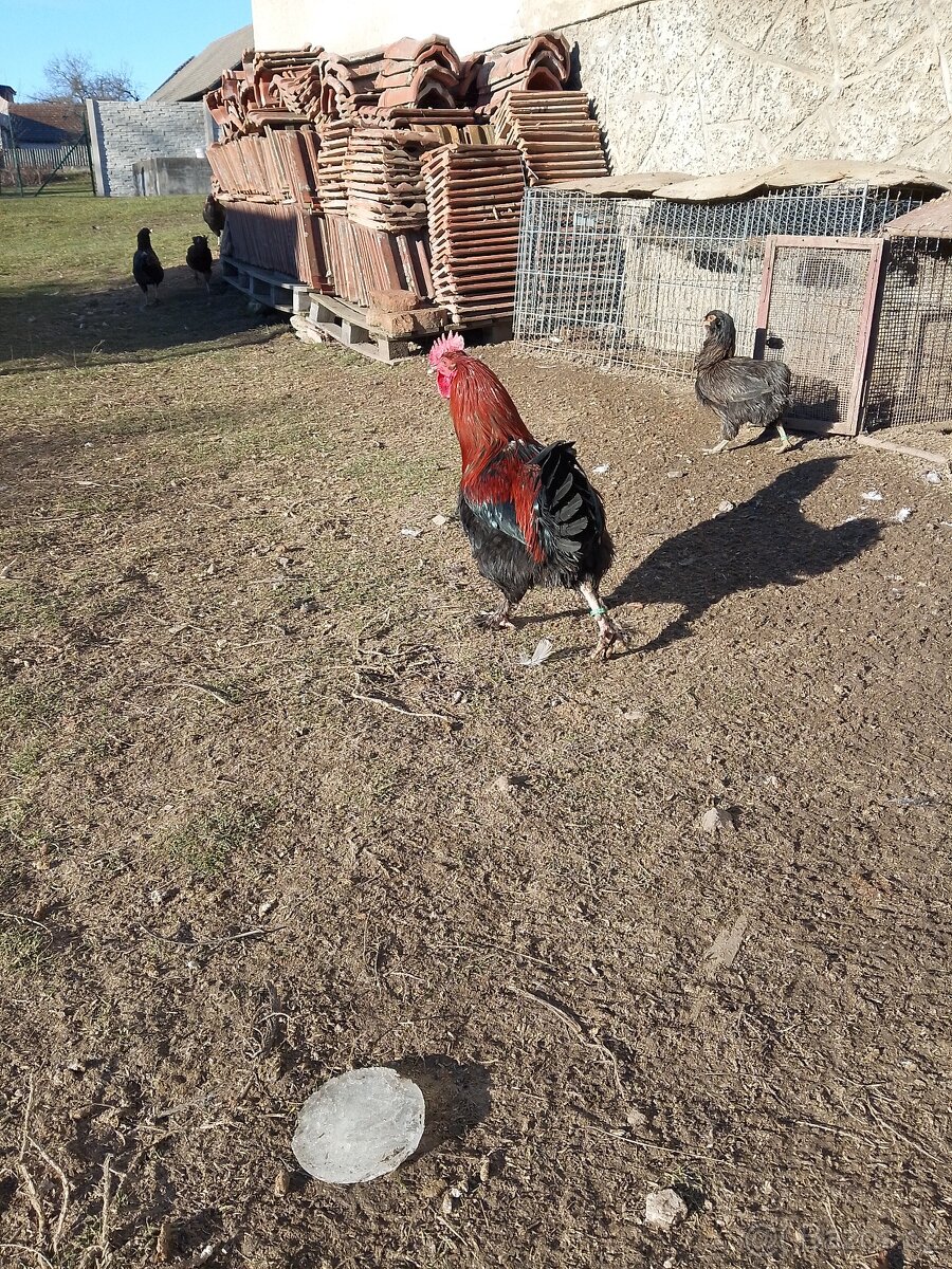 Kohout Araukana a Maranska - 4
