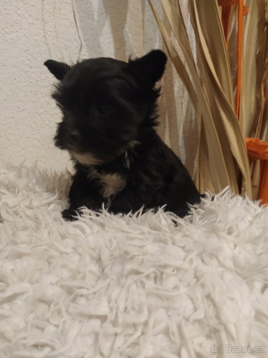 Jorkšírský biewer teriér bez PP, - 4