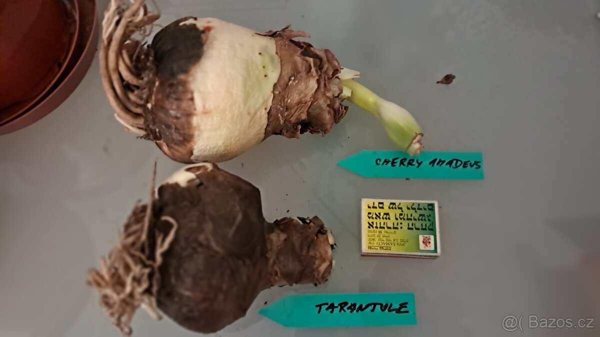 2x Amaryllis - Amarylis - 4