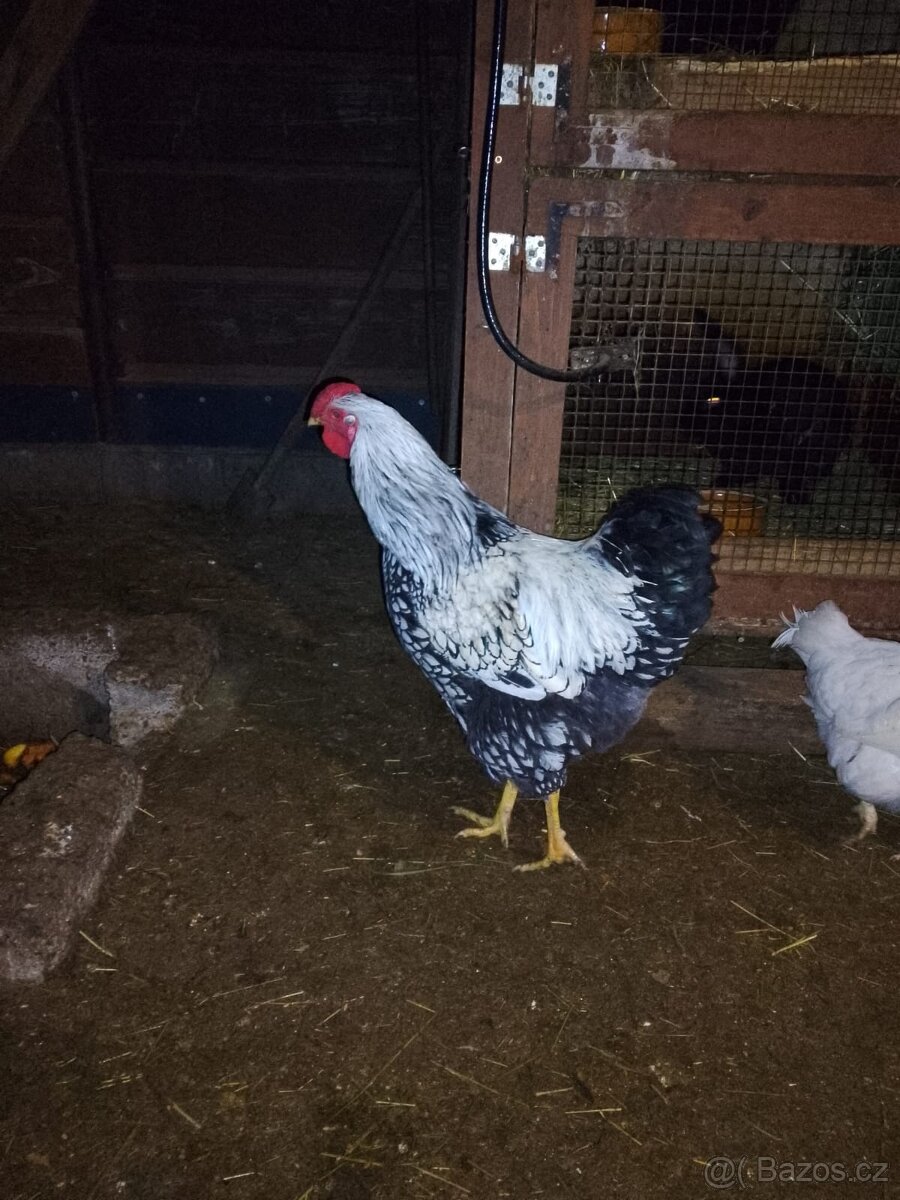 Prodej kohoutů - 4
