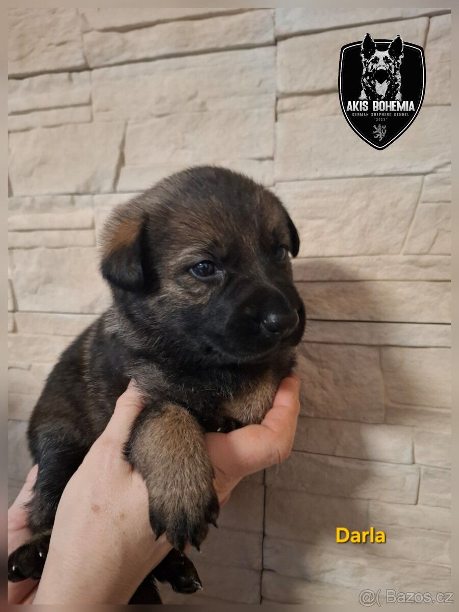 Německý ovčák - štěňata s PP - 4