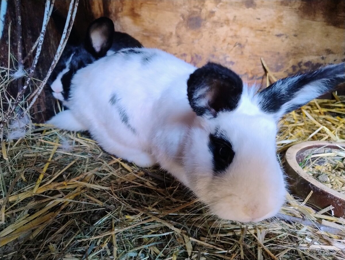 Prodám mladé králiky - 4