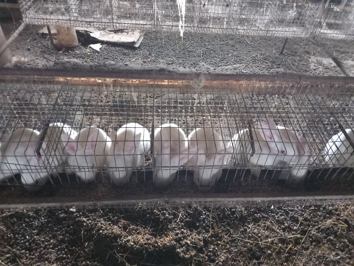 Prodám králíky hyla - 4