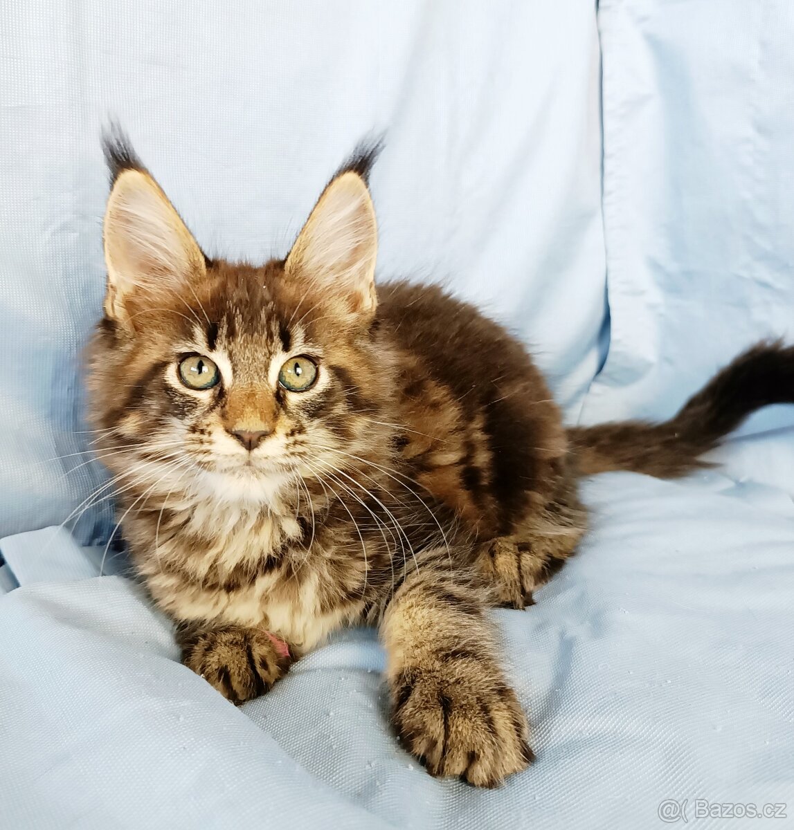 Mainská mývalí- kočička s PP - 4