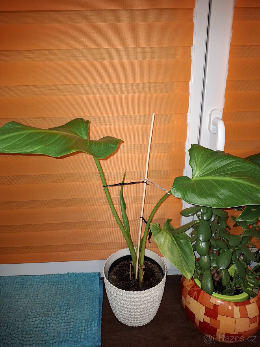 Pokojové květiny - 4