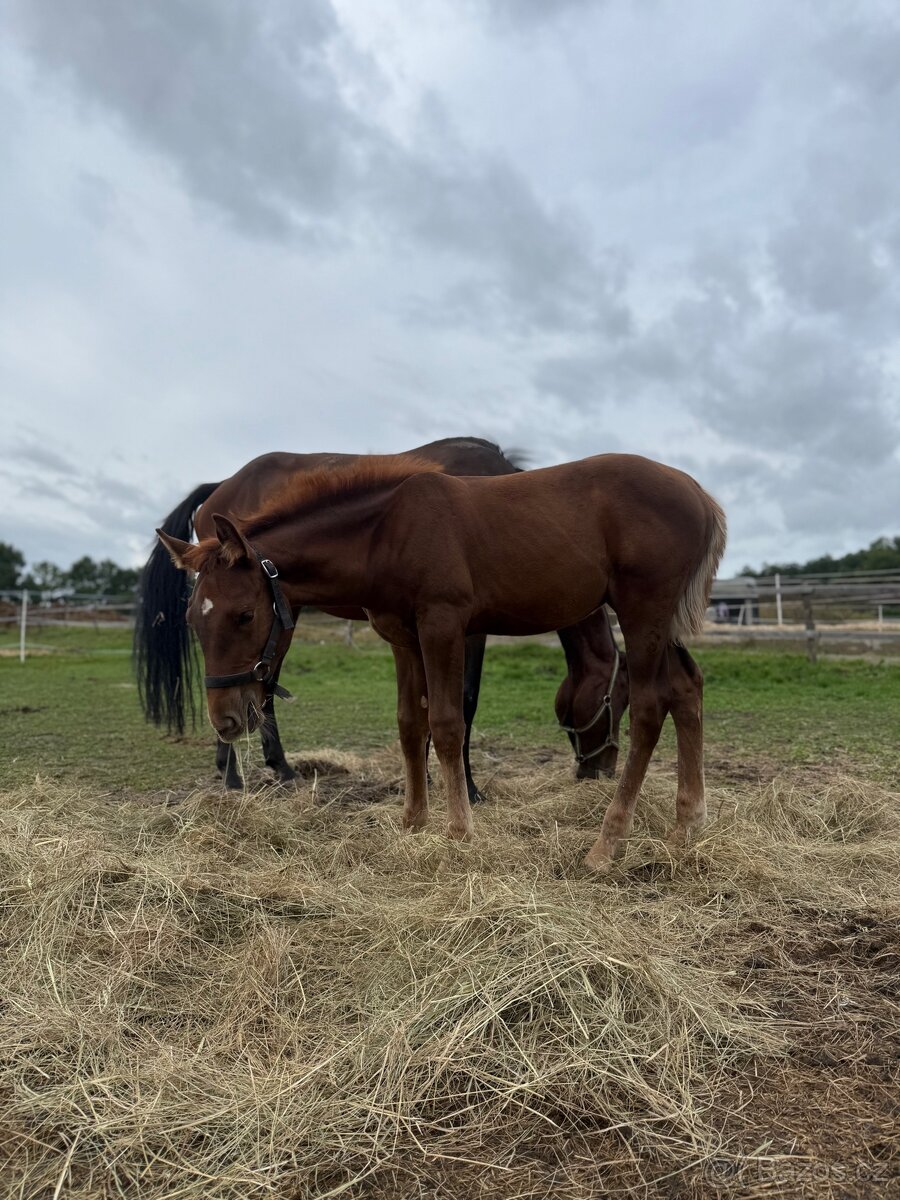 Hřebeček na prodej - 4