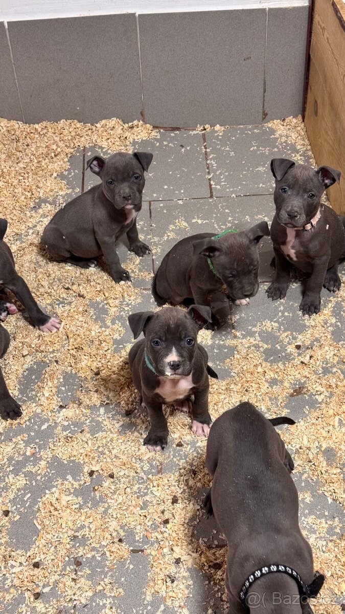 Americký stafordširský teriér - 4