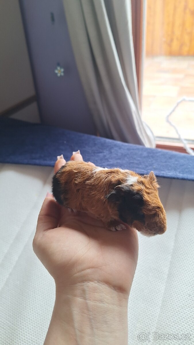 Morče, morčátko, morčata Texel, 2 - 4