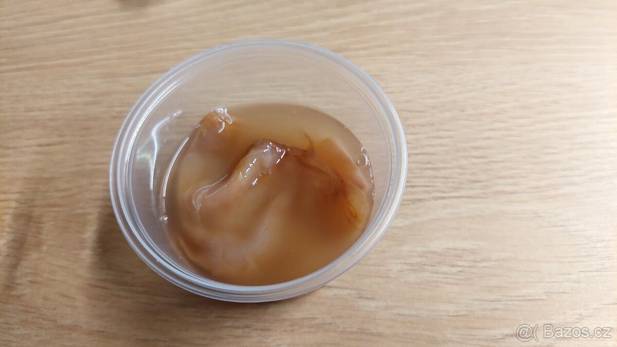 Kombucha – čajová houba – násada - 4