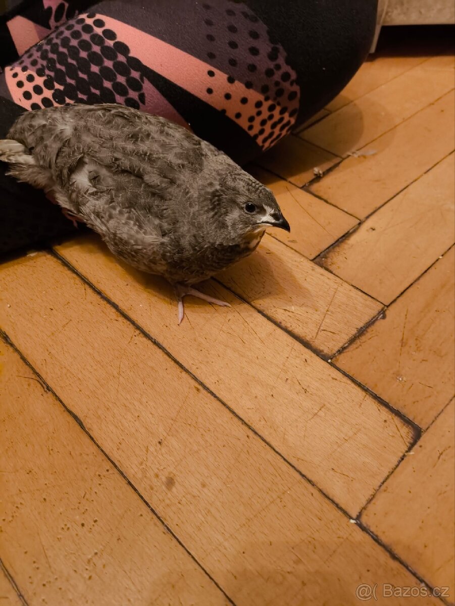 Kohoutci křepelek americký mix - 4