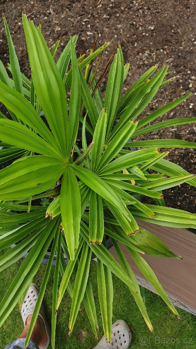 Palma Trachycarpus fortunei - 4