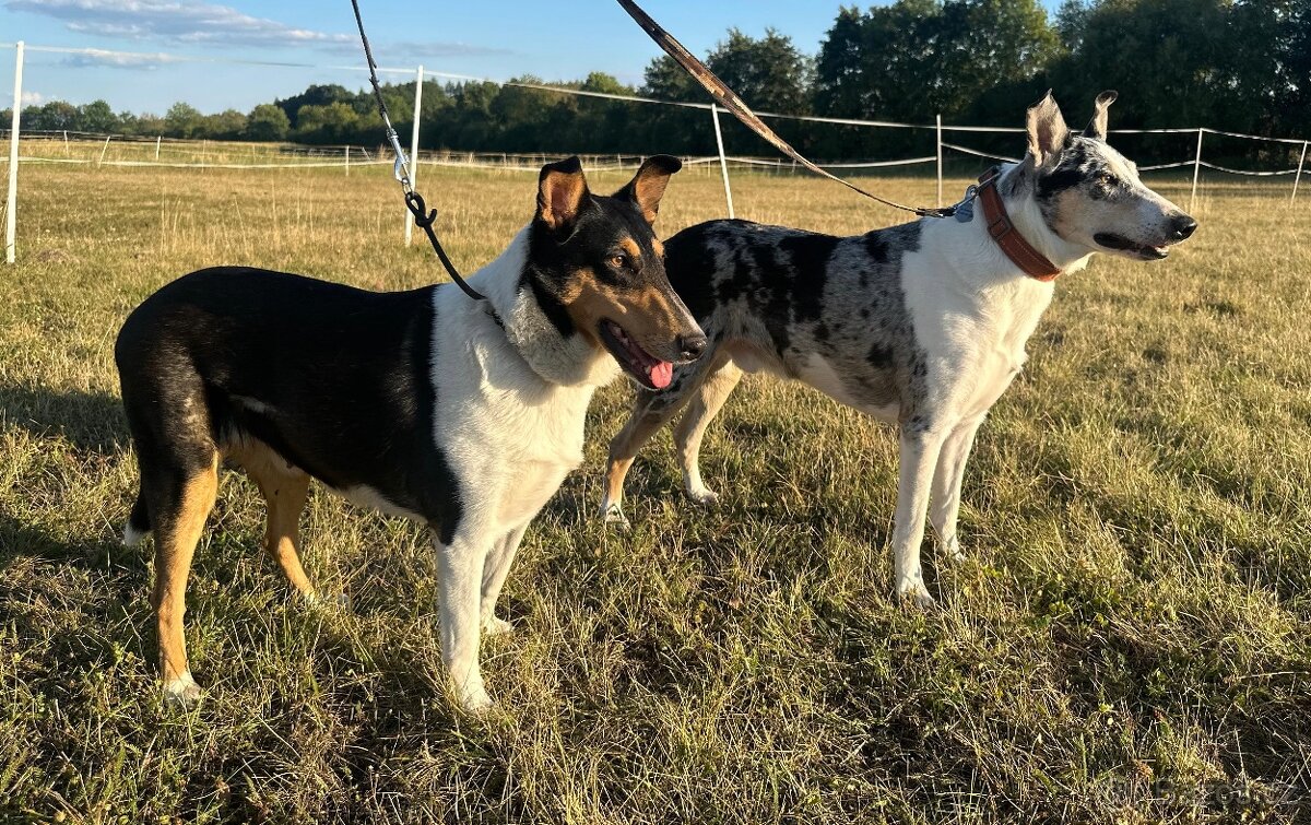 Krátkosrstá kolie s PP - pejsek - 4