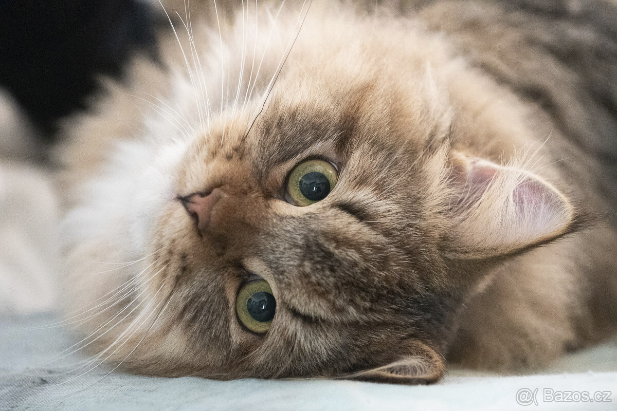 Sibiřská kočka, kocourek Nero s PP - 4