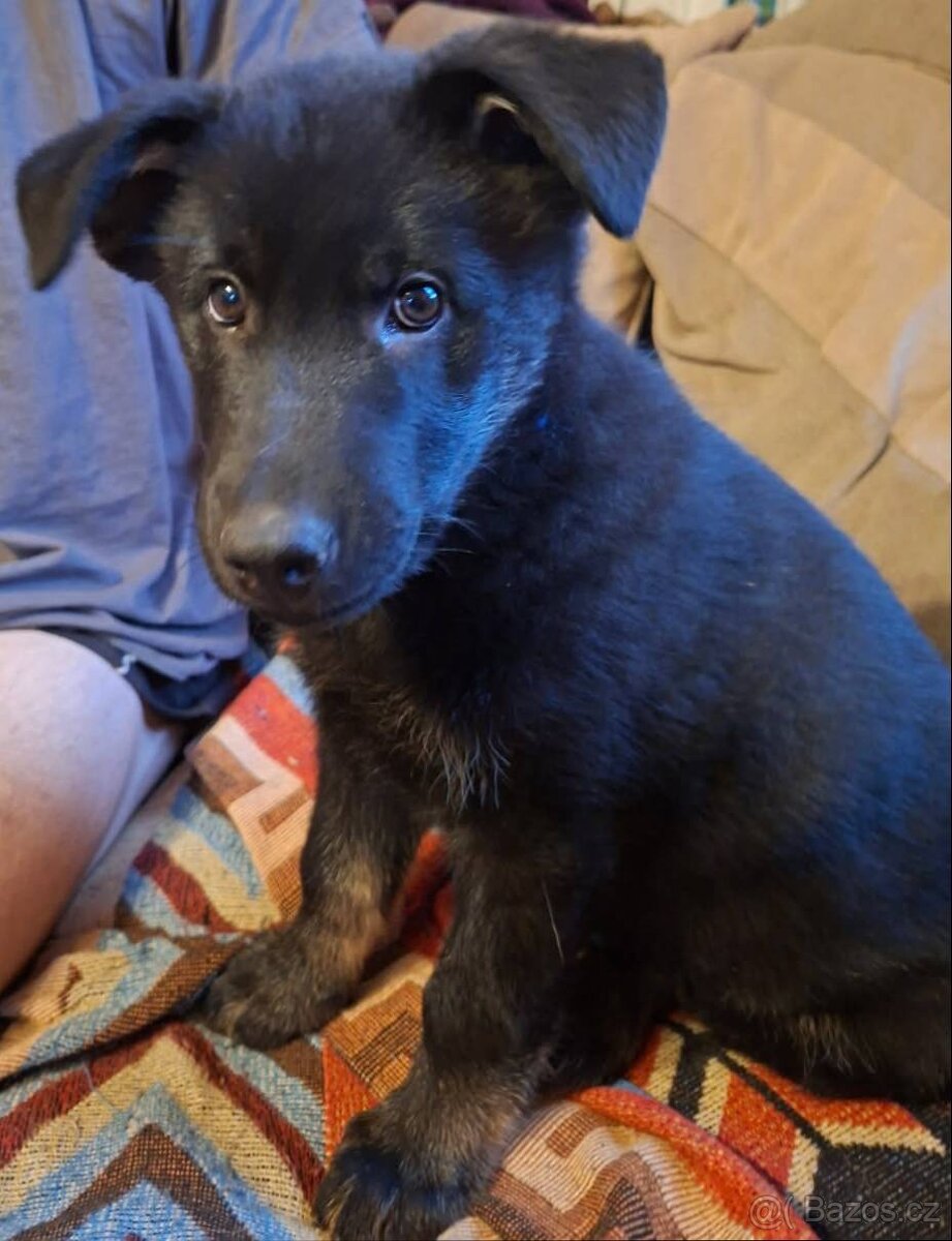 Prodám štěňata německého ovčáka - 4