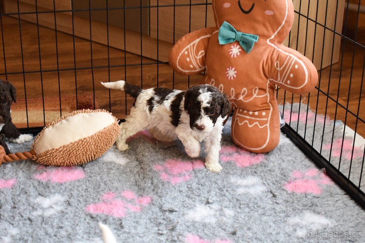 Lagotto Romagnolo s PP FCI - 4