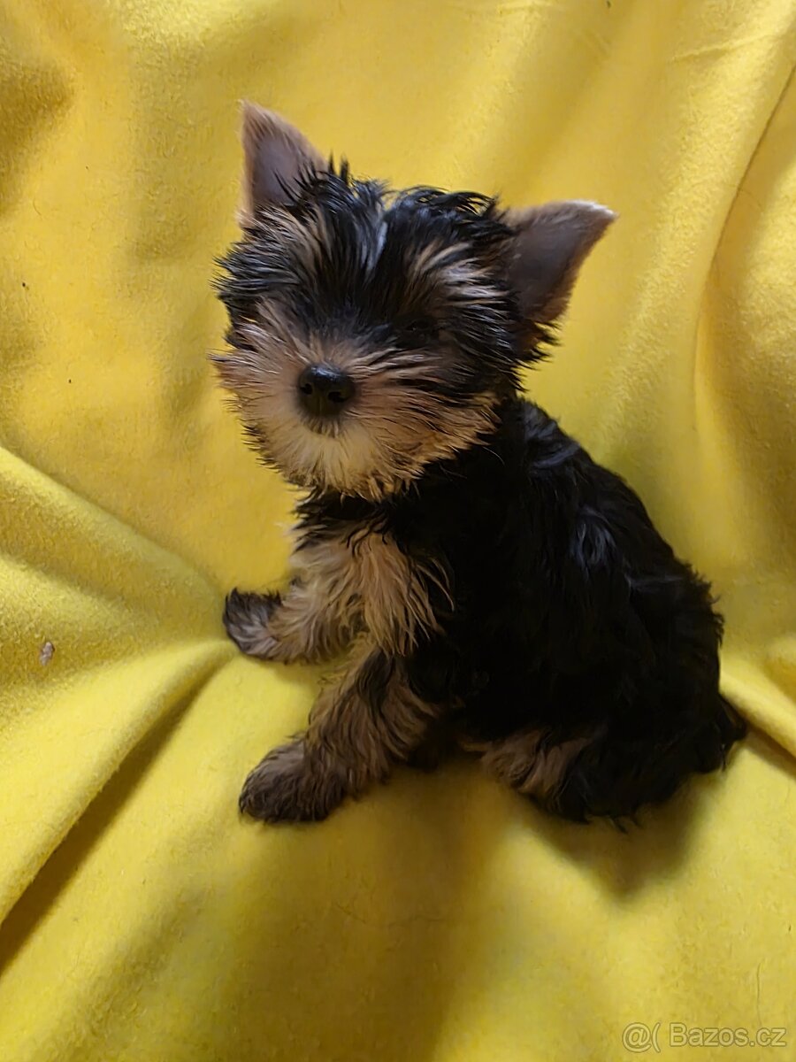 Jorkšířský teriér - 4