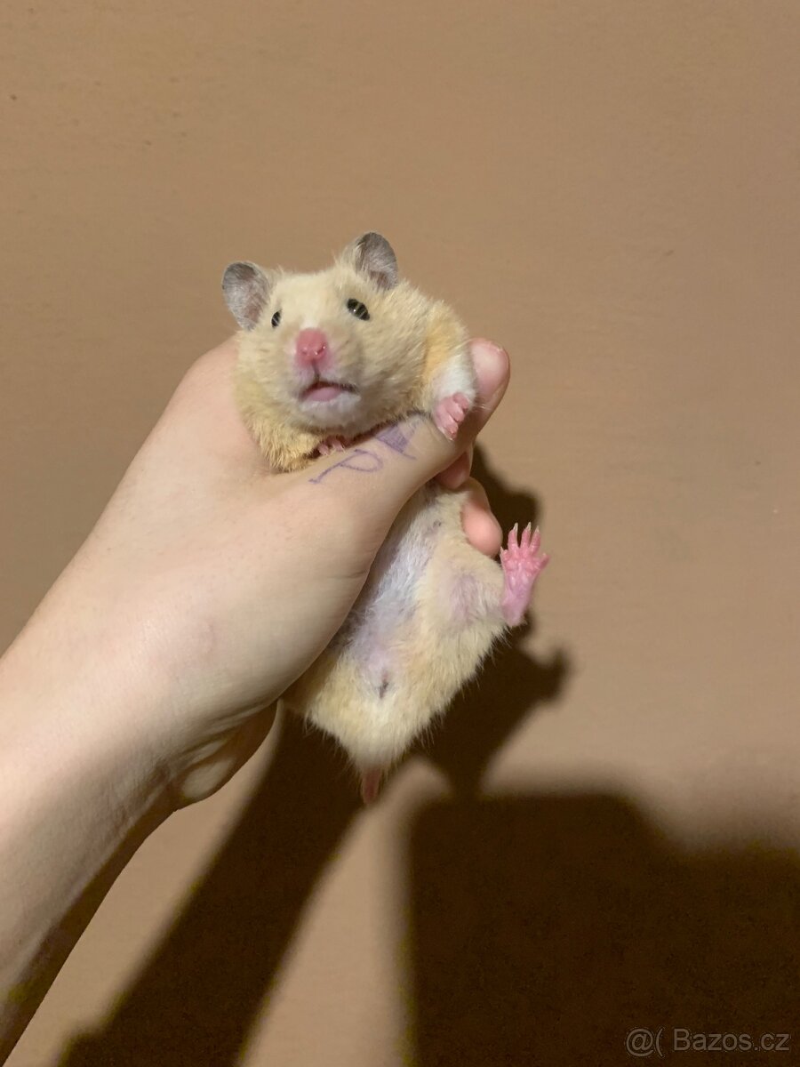 Křeček syrsky mláďata - 4