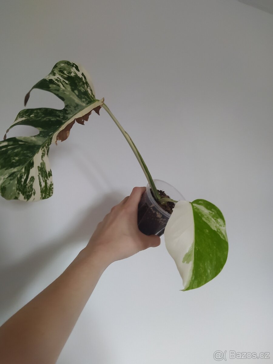 Monstera Albo Variegata - 4