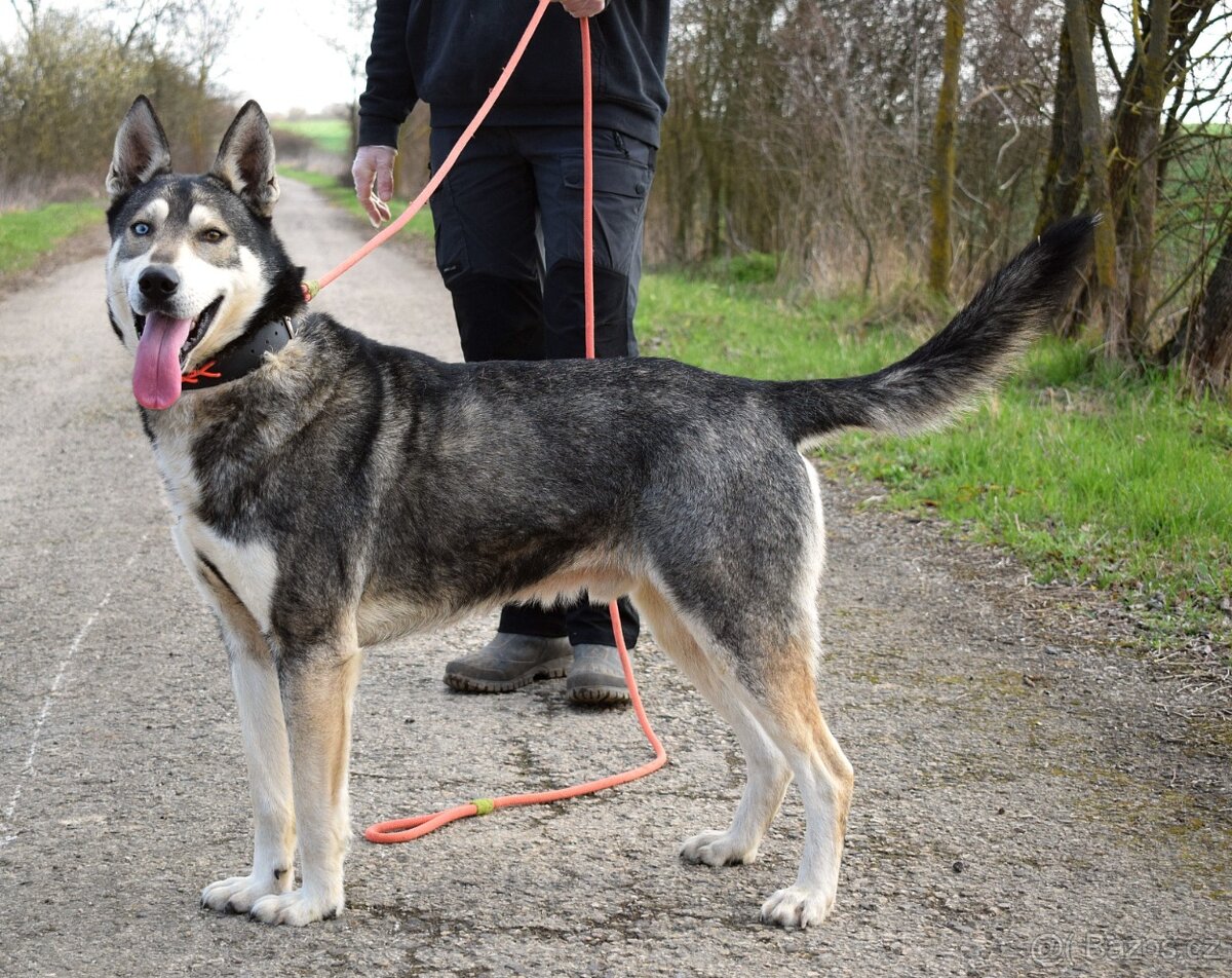 RONY K ADOPCI - přátelský věrný mazel, vhodný k dětem - 4