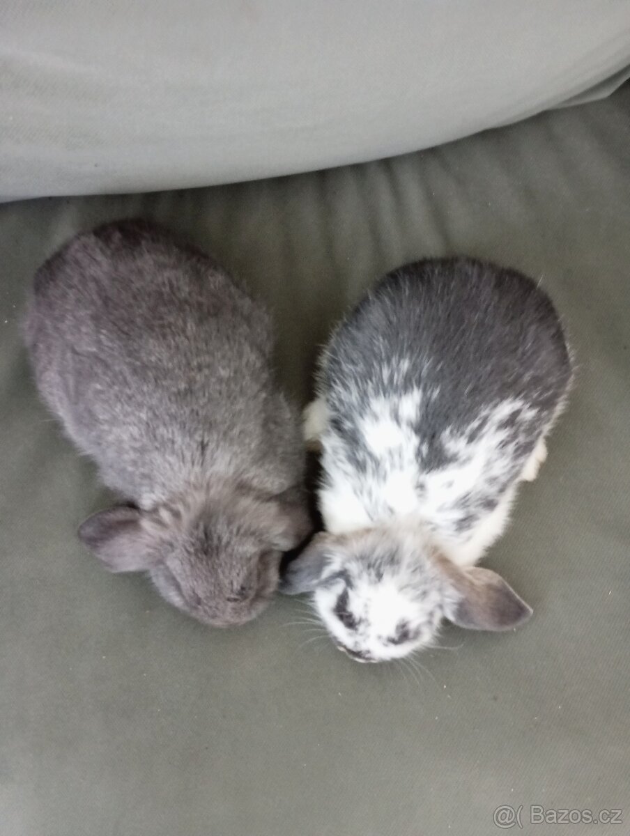 Zakrslý beránek králíček - 4