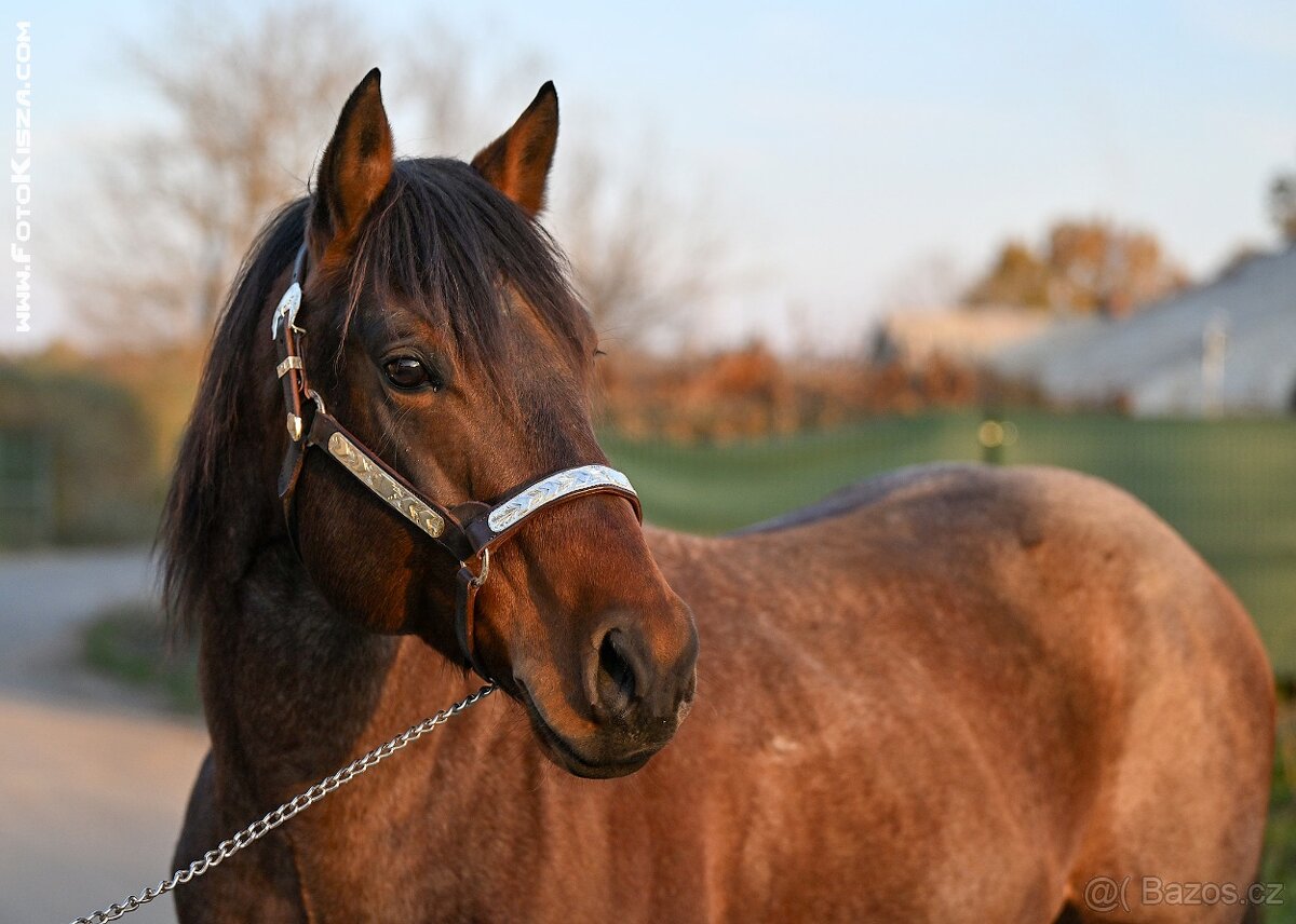 Připouštění QH hřebcem - 4