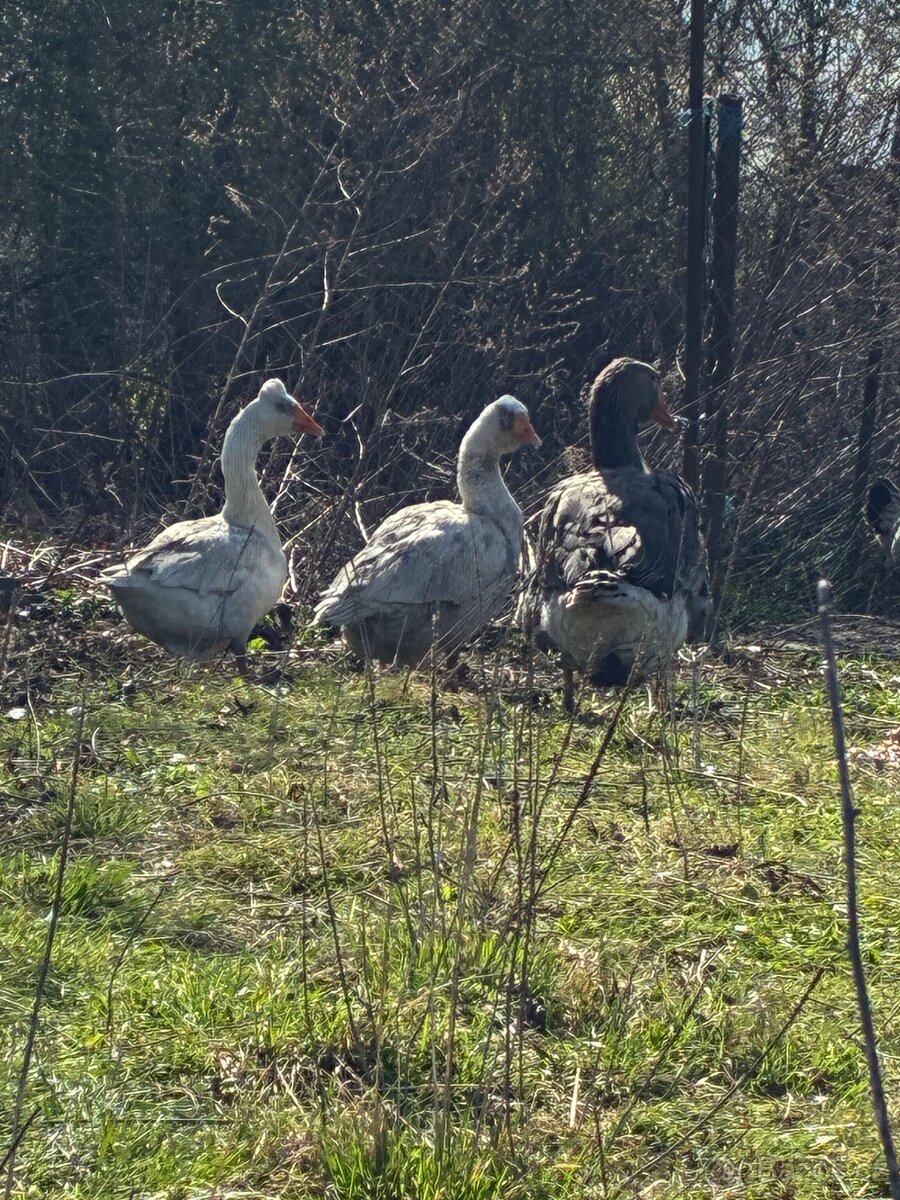 Prodám husy a housera - 4