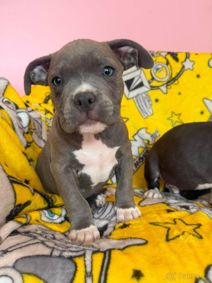 American Bully Pocket Muscletone Roco krasne stence - 4