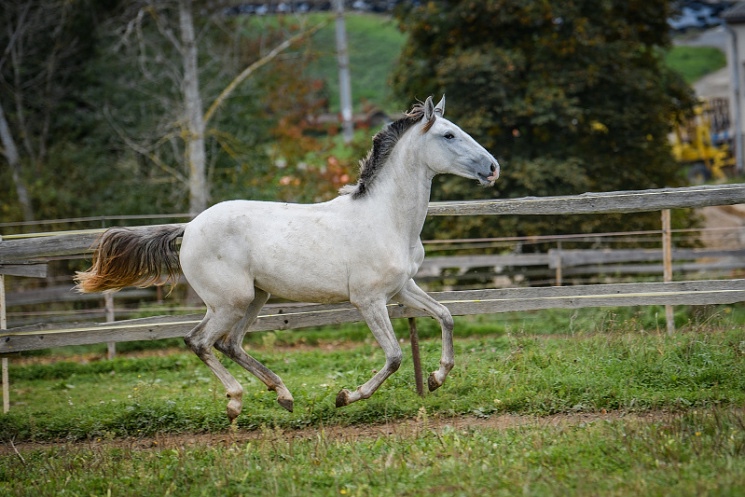 Perspektivní Lusitano klisna - 4
