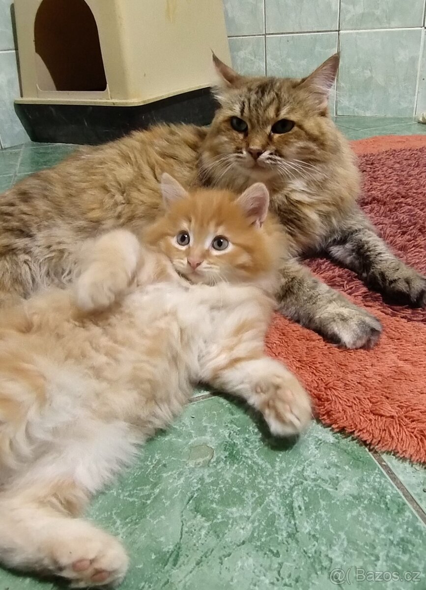 Sibiřská koťata - 4