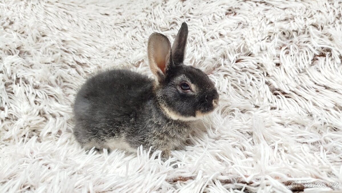 Zakrslý králík, králíček-(REX)-DAISY - 4