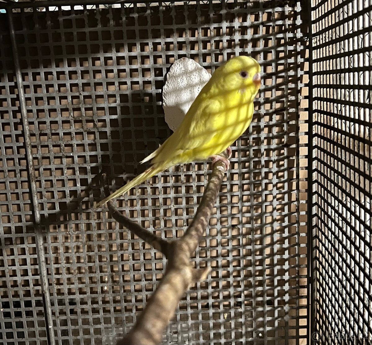 Andulka vlnkovaná lutino - samička - 4