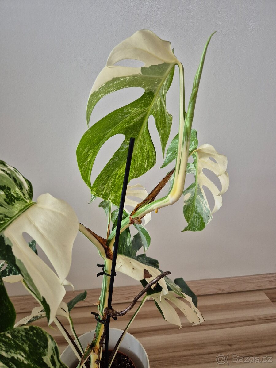 Monstera albo variegata - 4
