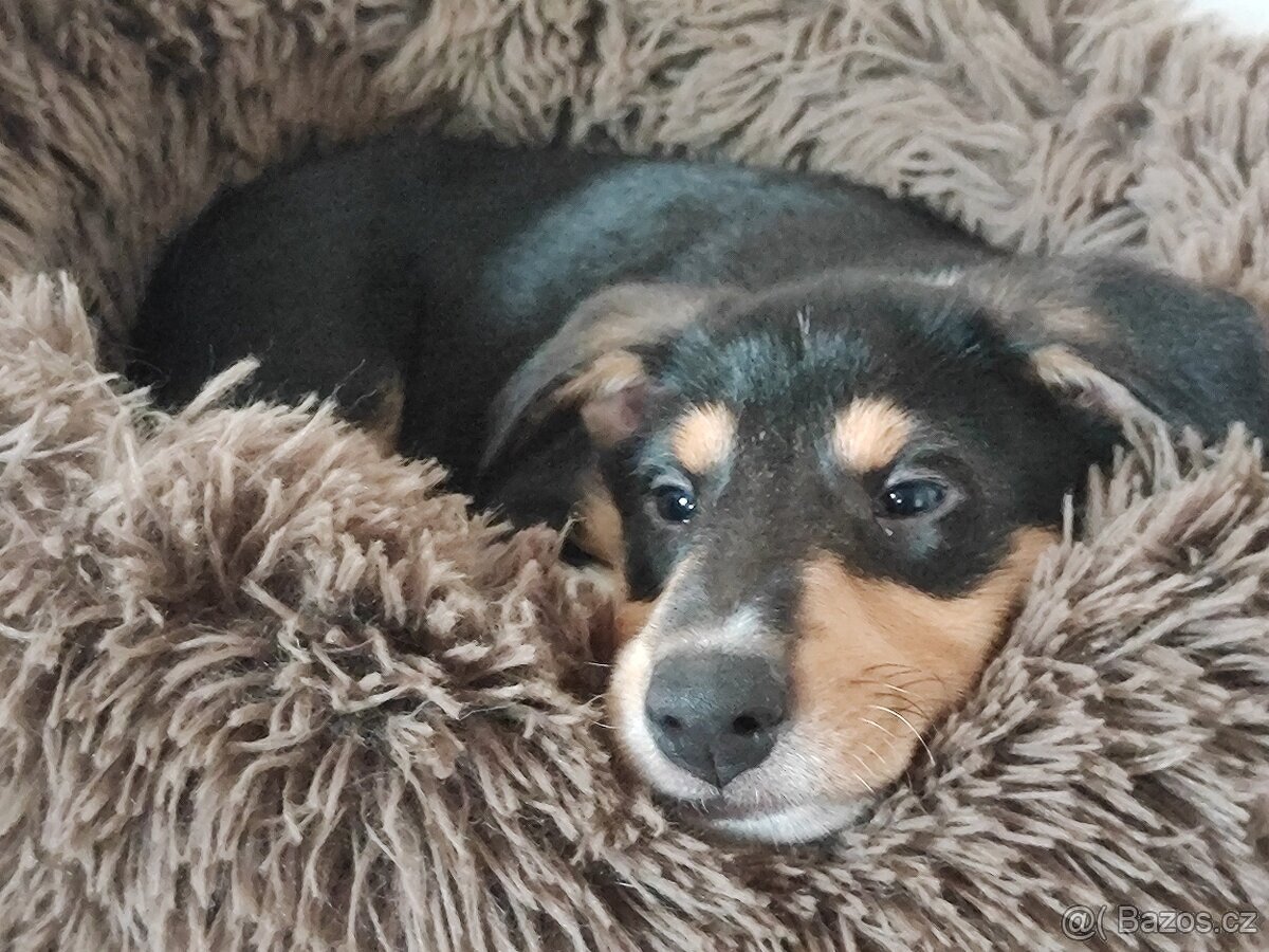 krátkosrstá kólie - 4