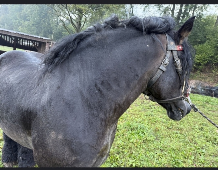 „Překrásný hřebec na práci v lese“ - 4