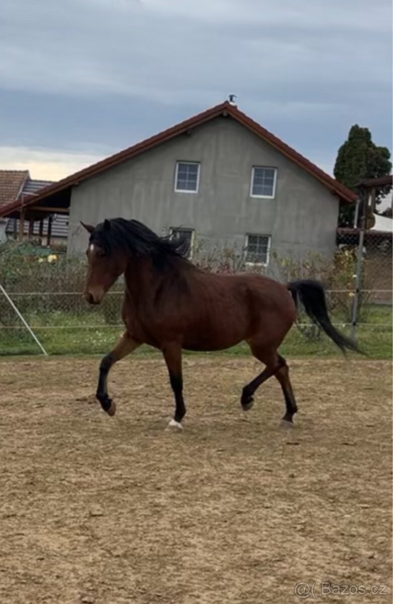 Český sportovní pony - 4