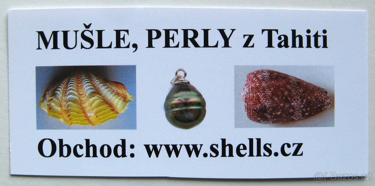 Pexeso s mořskými mlži (Bivalvia) NOVÉ - 4