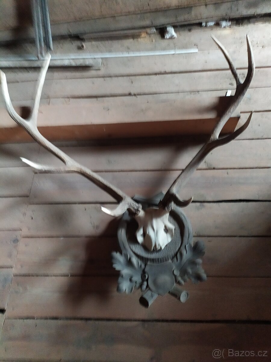 JELENÍ PAROŽÍ - 4