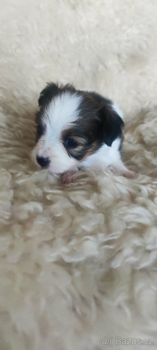 Papillon - Phalene s PP - 4