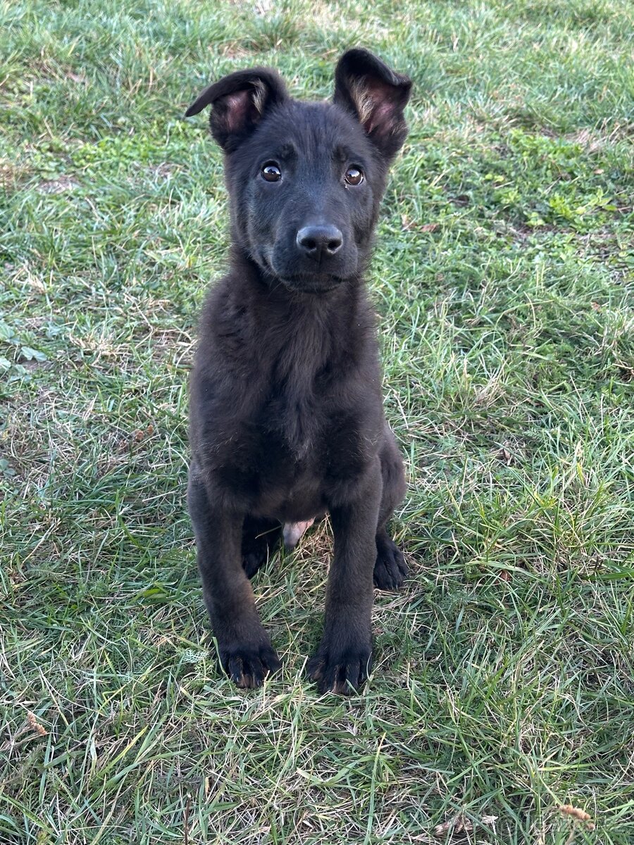 Německý ovčák - 4