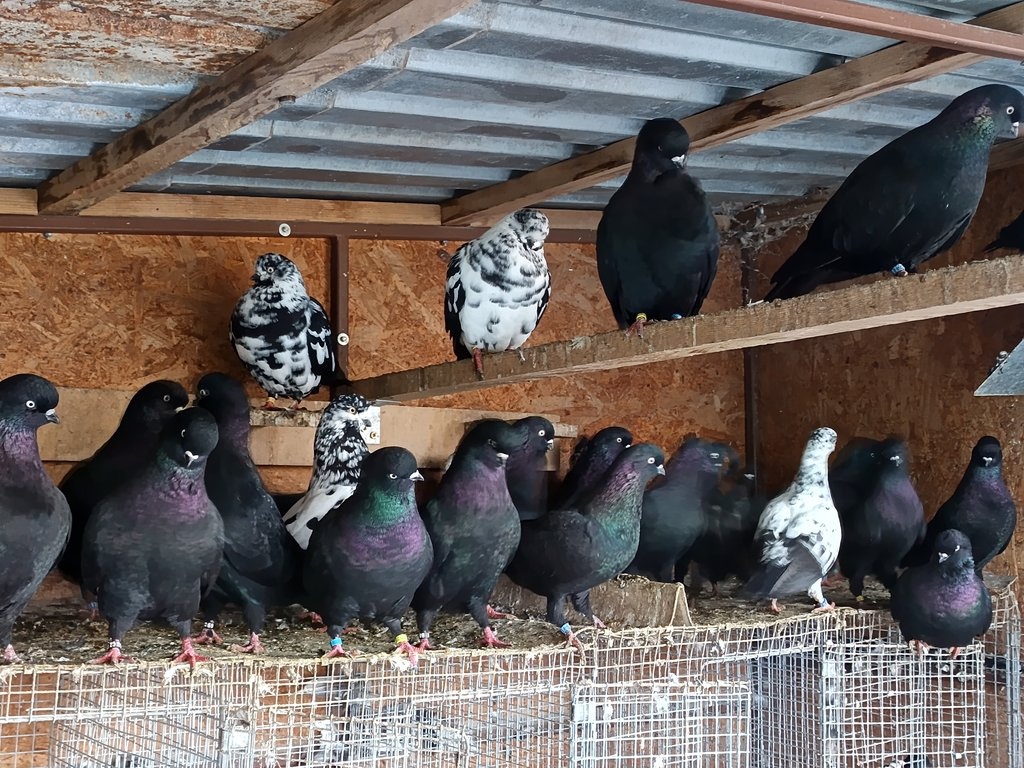 Výstavní tippler - 4