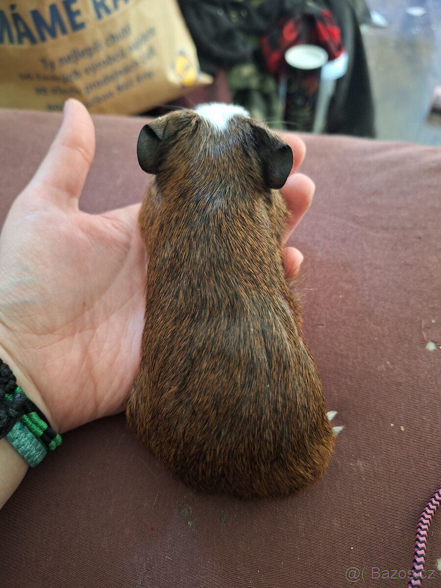 Mláďata morčat samci - 4